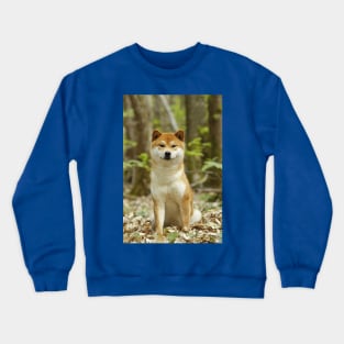 Shiba Inu Dog, Japanese Small Size Dog Crewneck Sweatshirt